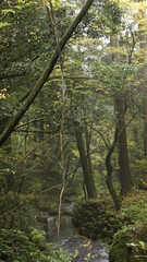 Obraz premium in the forest after the rain