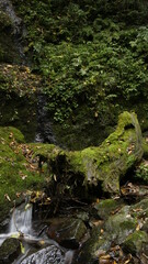Fototapeta premium mossy fallen tree