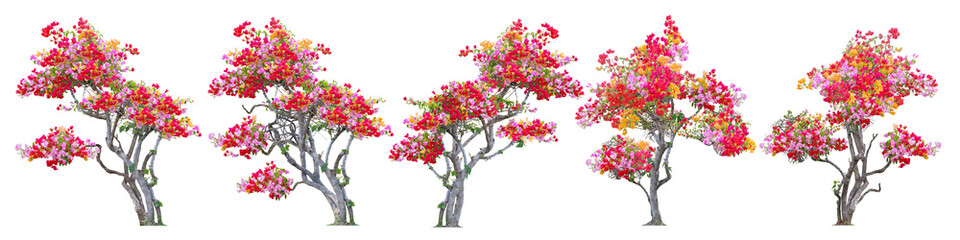 Big set of Beautiful bougainvillea tree with yellow, red, orange flowers isolated on white background with clipping path. - obrazy, fototapety, plakaty