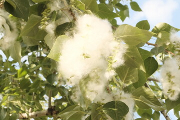 Poplar fluff on a tree. Spring season for allergy sufferers and fires.