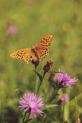 Silver-washed fritillary butterfly on flower