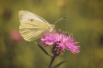 Large white butterfly on a flower
