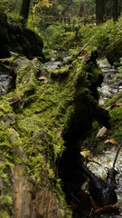 Fototapeta premium stream in the forest