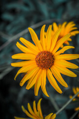 yellow flower in the garden