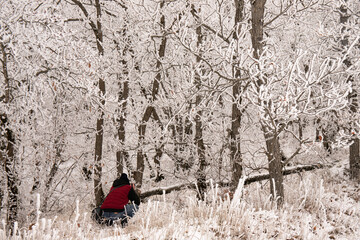 The photographer takes pictures of a beautiful winter forest.