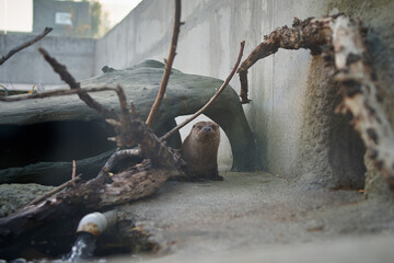 A small otter in the zoo looking directly into the camera