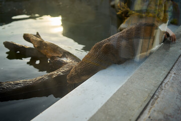 An otter with wet fur diving into the water in the zoo behind the glass