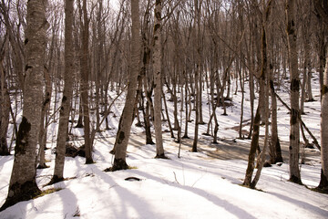 White snow in a beautiful forest.
