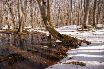 Fototapeta na wymiar Melting snow in a beautiful forest.