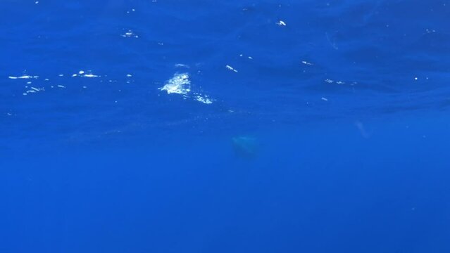 Requin bleu