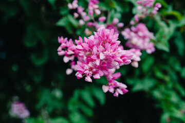 Beautiful Mexican creeper flowers blooming in the garden