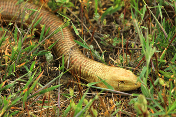 Beautiful harmless yellow snake.