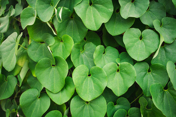 Naklejka na ściany i meble Natural green leaves texture background