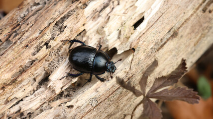 Waldmistkäfer im Wald auf Holzstamm, Anoplotrupes stercorosus