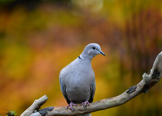 Türkentaube auf Ast