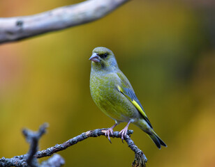 Männlicher Grünfink