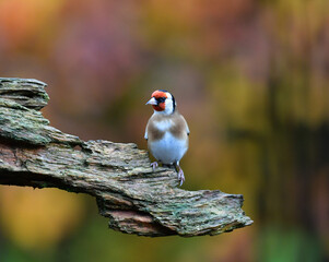 Diestelfink auf Wurzel