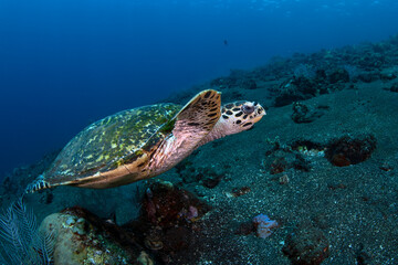 Naklejka na ściany i meble Hawksbill Turtle - Eretmochelys imbricata at a coral reef. Underwater world of Menjangan island, Bali, Indonesia.