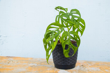 Monstera adansonii ever green houseplant