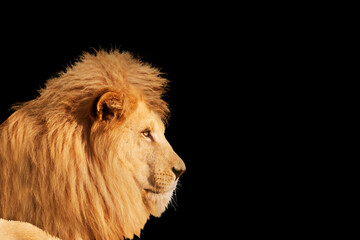 lion close-up portrait isolated on black background