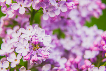 Beautiful lilac flowers bunch background