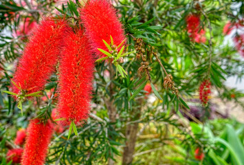 Red bottle brush tree