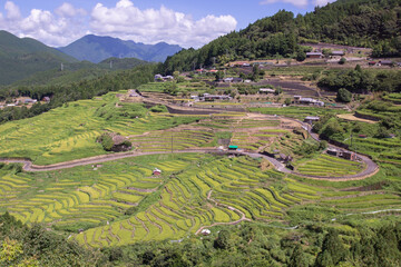 Fototapeta premium Countryside view, color sky and rice field