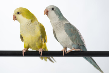 두마리 앵무새 귀여운 모습 커플 