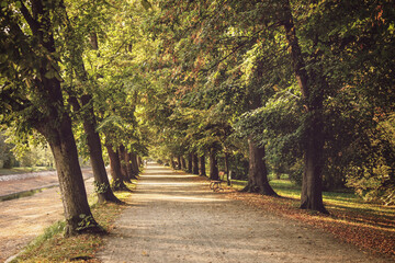 Naklejka premium alley in the park