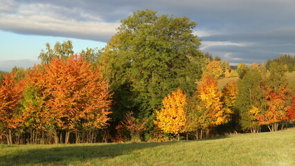 panorama of autumn colored trees