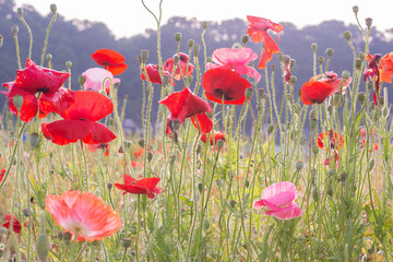 white background and poppies