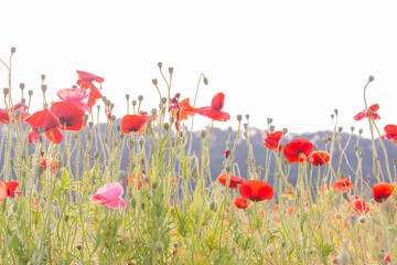white background and poppies