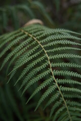 fern leaf in the forest