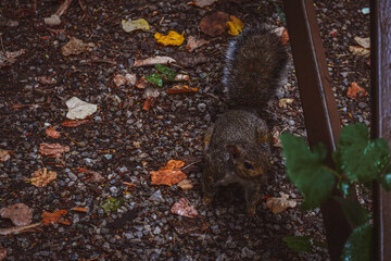 SCOIATTOLO E FOLIAGE AL PARCO DI MONZA