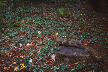 SCOIATTOLO E FOLIAGE AL PARCO DI MONZA