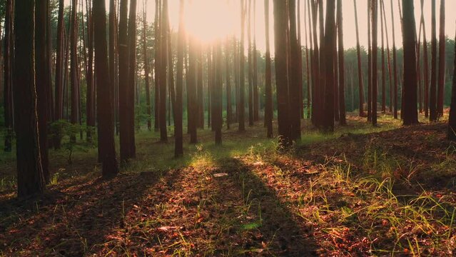 The sun rays in the magical forest in the summer in the evening. Rays of light through the trunks of pine trees in the forest.