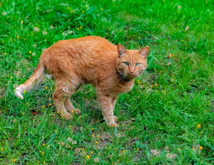Red cat close-up on the background of green grass in summer