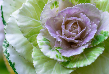 The unusual elegant cabbage rose