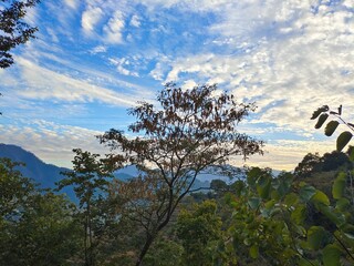 trees and clouds.