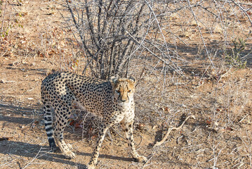 Fototapeta na wymiar Cheetah in a refuge in Namibia