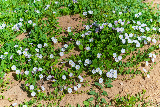 Field bindweed (Latin Convolvulus arvensis)