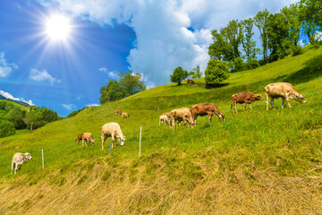 Brown cows eating grass in Alps village, Grabs, Werdenberg, St.