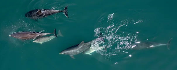 Deurstickers A Pod of Wild Dolphins Swimming in the Ocean © Stock87