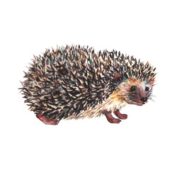 Watercolor cute hedgehog isolated on white background.