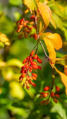 Orange berries on a branch with yellow leaves close-up in the garden in summer