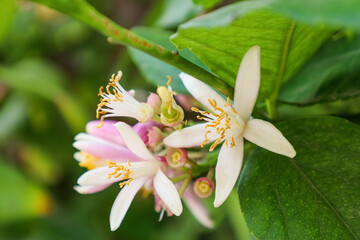 Fototapeta na wymiar Beautiful flowers of lemon tree outdoors, closeup