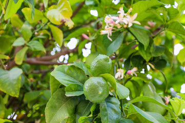 Tree with green lemons outdoors, closeup