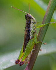 grasshopper on a leaf