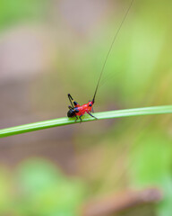 grasshopper on a leaf