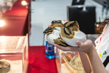 Ball python is a popular pet in Thailand.